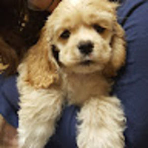 Meet your Posher, Brandy